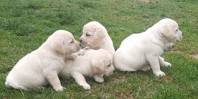 Prelepi, čistokrvni štenci labradora