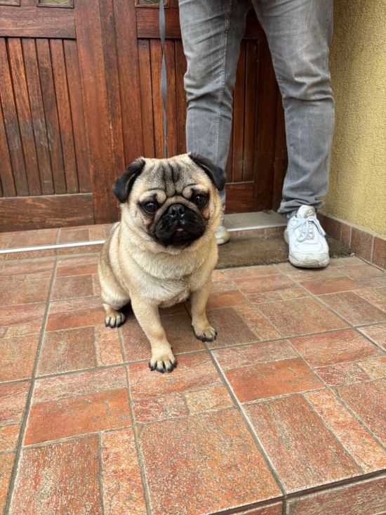Mops