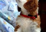 Cavalier King Charles španiel – blenheim i tricolor