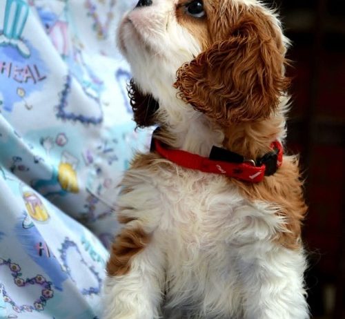 Cavalier King Charles španiel – blenheim i tricolor