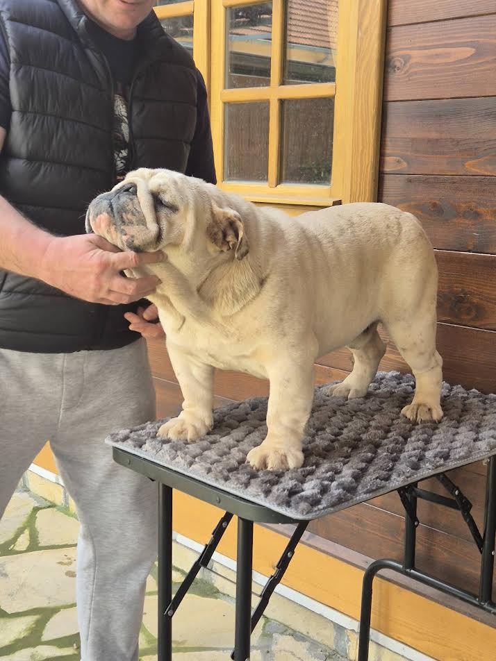 Engleski buldog, muzijak