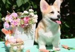 Velski korgi/Welsh Corgi Pembroke