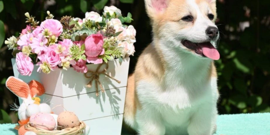 Velski korgi/Welsh Corgi Pembroke