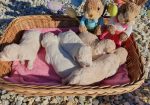 Maltipoo štenci