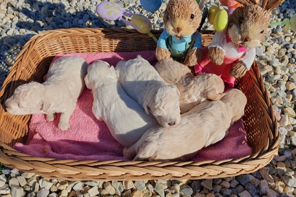 Maltipoo štenci