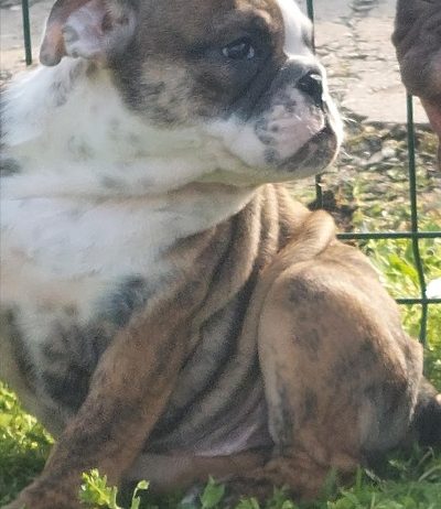 Engleski Buldog kučici