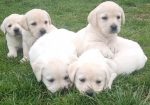 Prelepi, čistokrvni štenci labradora