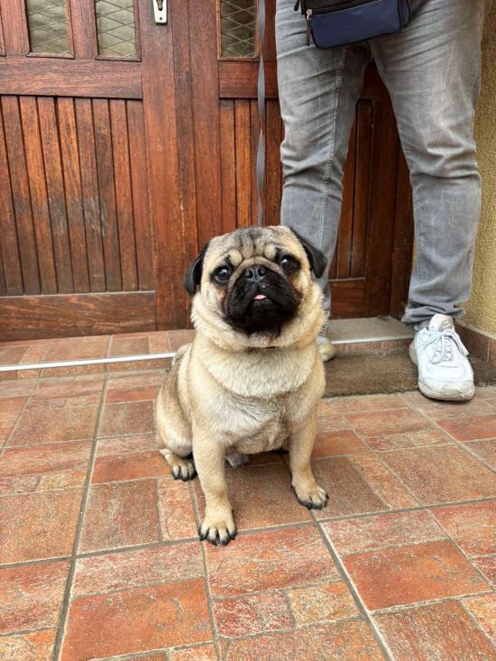 Mops