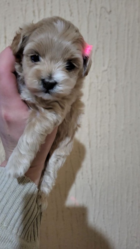 Mini Maltipoo štenci