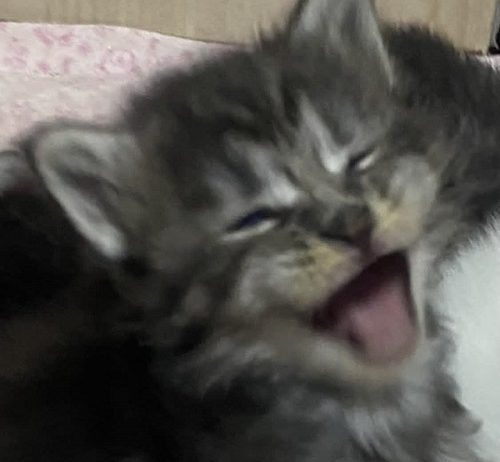 Maine Coon mačići