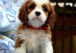 Cavalier King Charles španiel – blenheim i tricolor