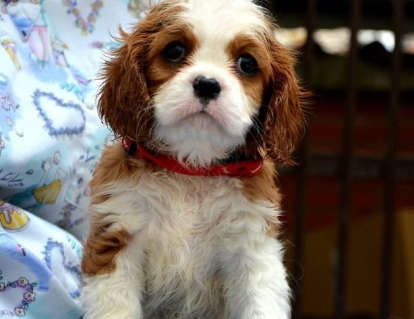 Cavalier King Charles španiel – blenheim i tricolor