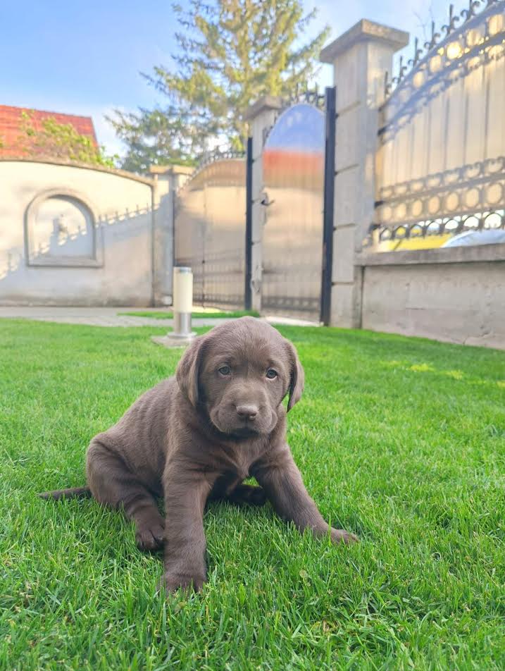 Labrador retriver