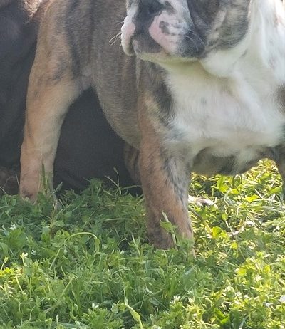 Engleski Buldog kučici