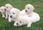Prelepi, čistokrvni štenci labradora