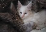 Maine Coon mačići