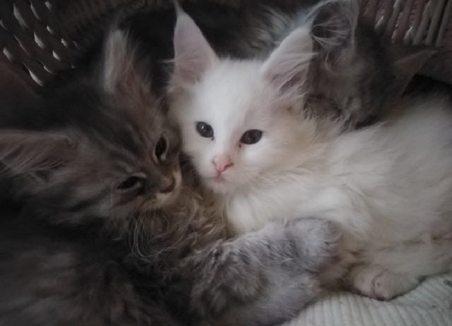 Maine Coon mačići