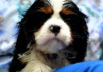 Cavalier King Charles španiel – blenheim i tricolor