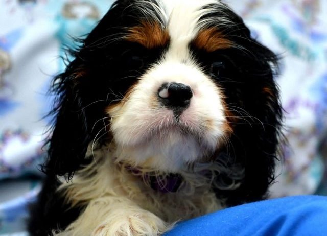 Cavalier King Charles španiel – blenheim i tricolor