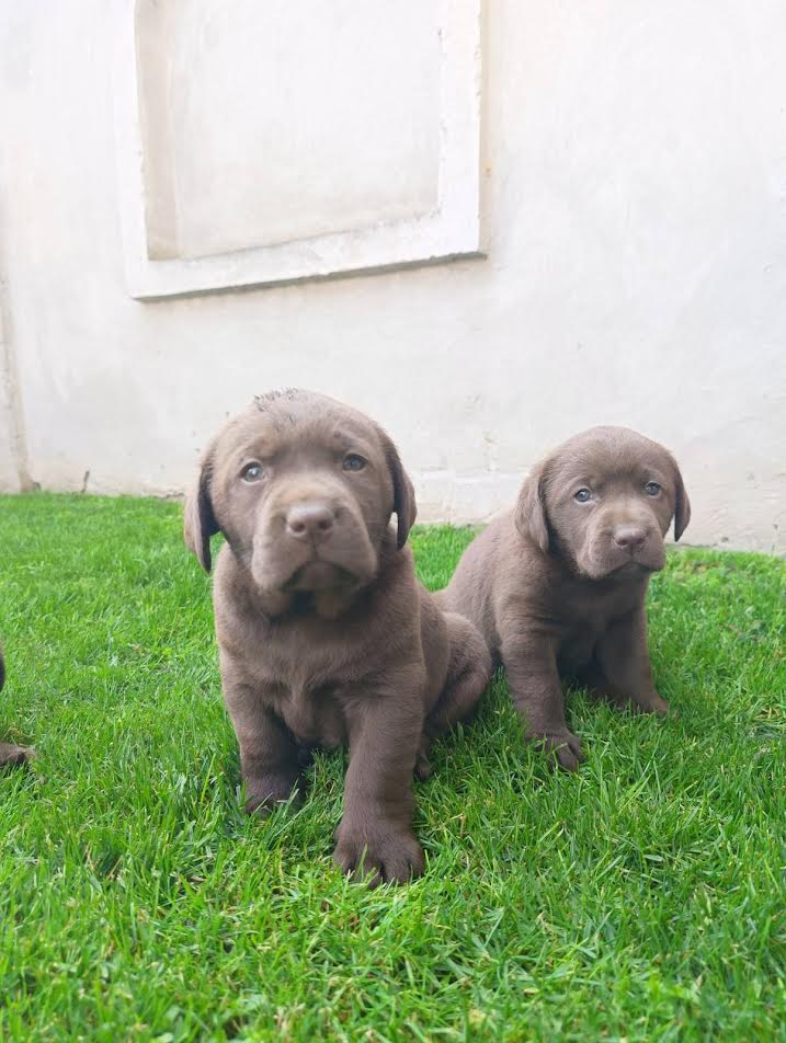 Labrador retriver