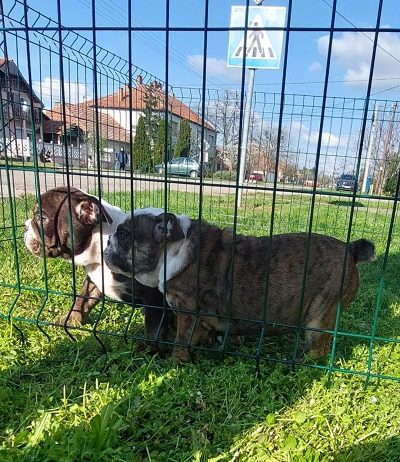 Engleski Buldog kučici