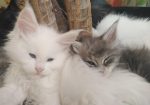 Maine Coon mačići