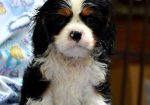 Cavalier King Charles španiel – blenheim i tricolor