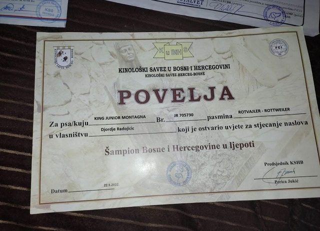 Stenci Rotvajlera Sampionskog Porekla