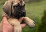 Cane Corso Kane Korso TOP KVALITET