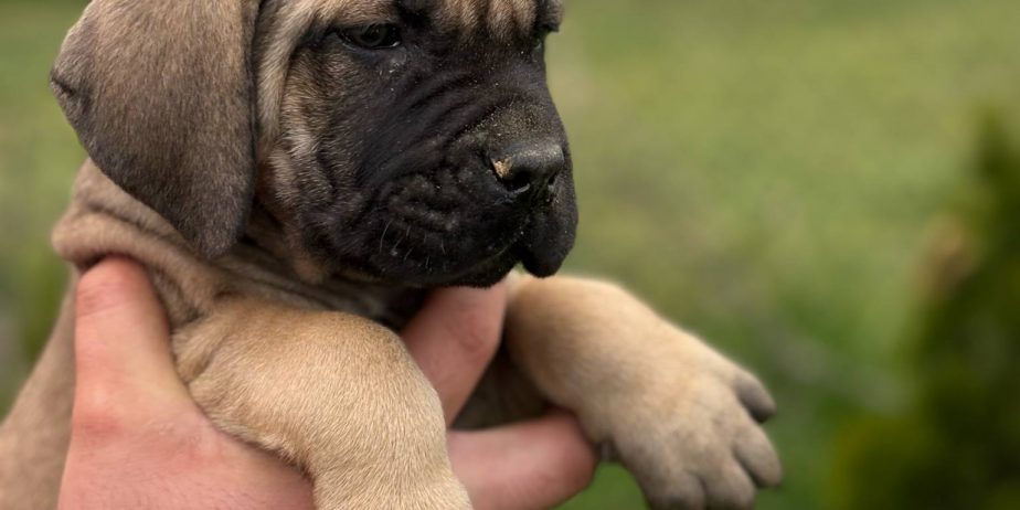 Cane Corso Kane Korso TOP KVALITET