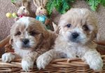 Maltipoo štenci