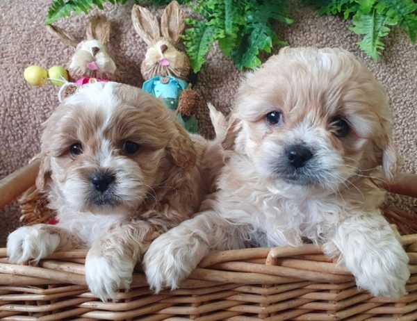 Maltipoo štenci