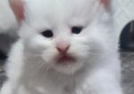 Maine Coon mačići