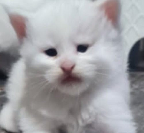 Maine Coon mačići