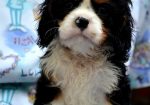 Cavalier King Charles španiel – blenheim i tricolor