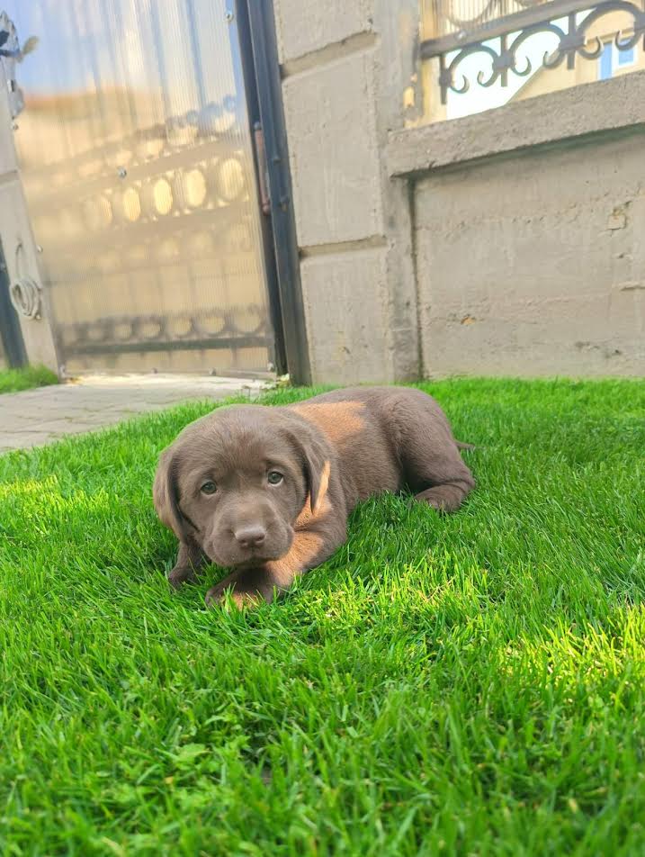 Labrador retriver