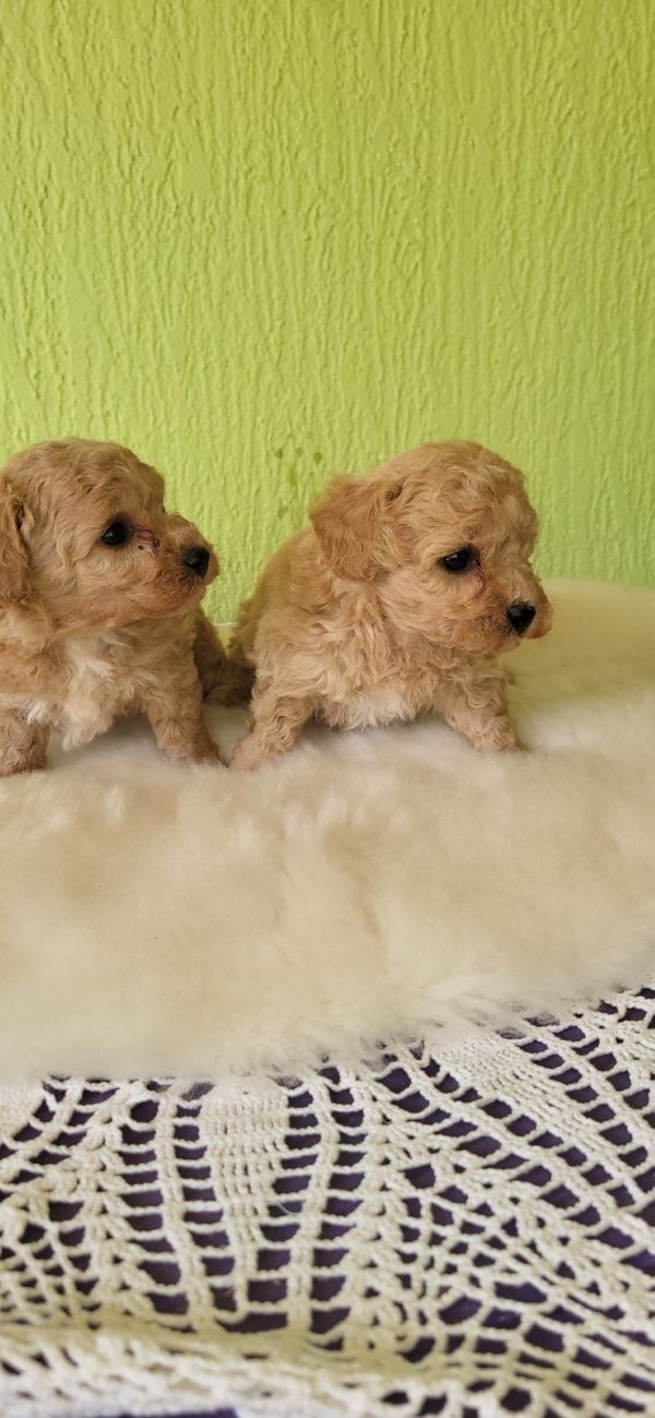 Mini Maltipoo štenci