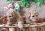 Maltipoo štenci