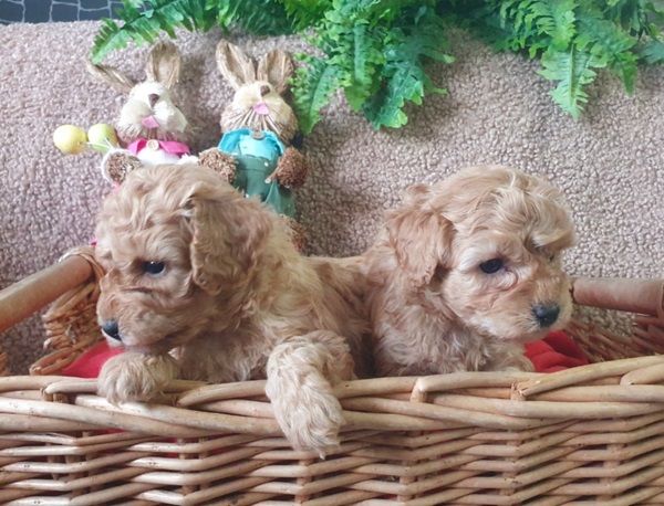 Maltipoo štenci