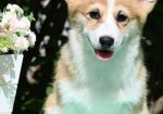 Velski korgi/Welsh Corgi Pembroke