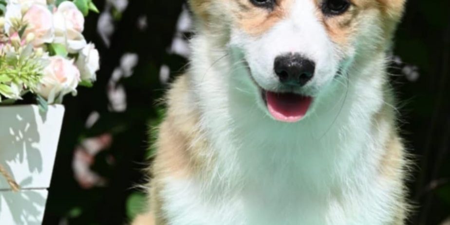 Velski korgi/Welsh Corgi Pembroke