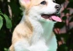 Velski korgi/Welsh Corgi Pembroke