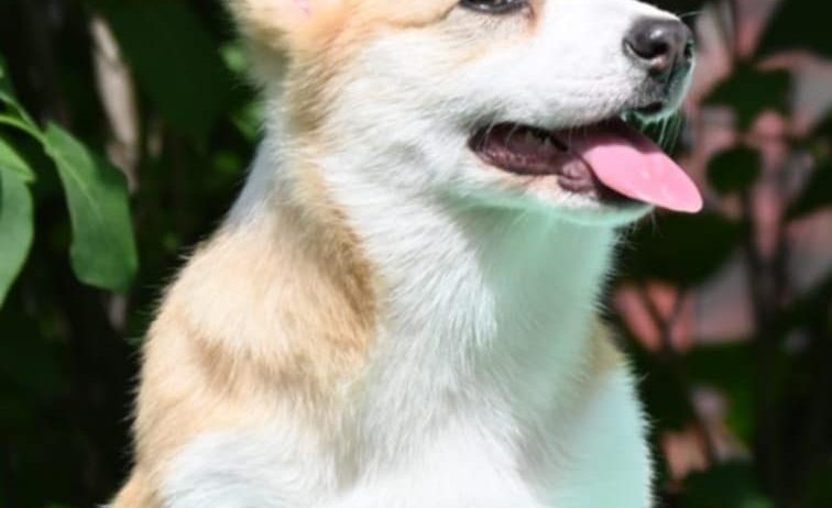 Velski korgi/Welsh Corgi Pembroke