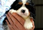 Cavalier King Charles španiel – blenheim i tricolor