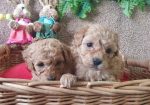 Maltipoo štenci