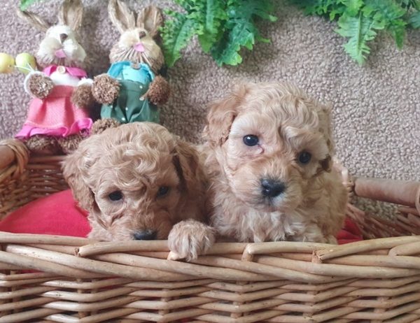 Maltipoo štenci