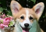 Velski korgi/Welsh Corgi Pembroke