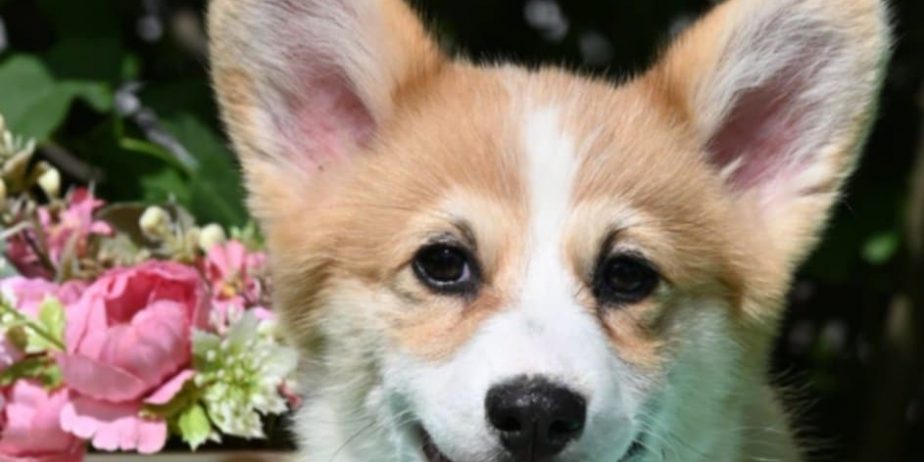 Velski korgi/Welsh Corgi Pembroke