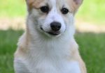 Velski korgi/Welsh Corgi Pembroke