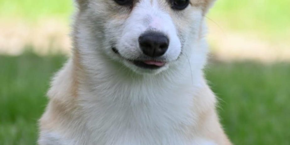 Velski korgi/Welsh Corgi Pembroke